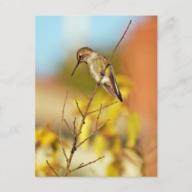 Hummingbird i gren vykort (Framsida)