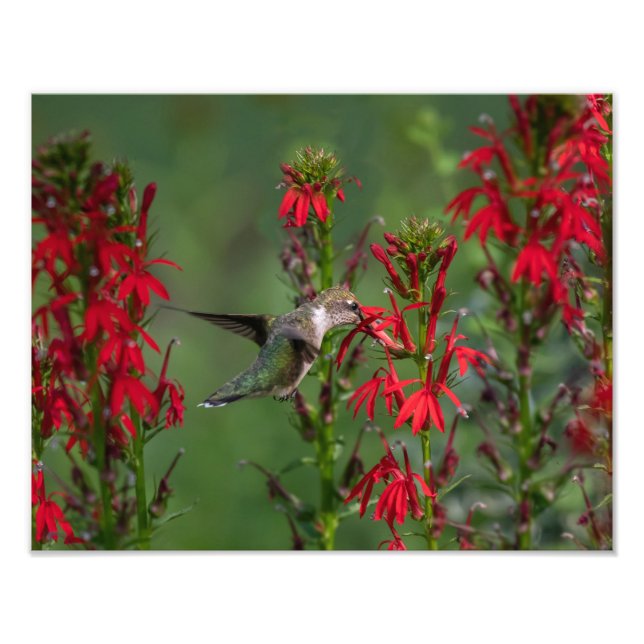 Hummingbird i kardinalblomman fototryck (Framsidan)