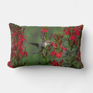 Hummingbird i kardinalblomman lumbarkudde