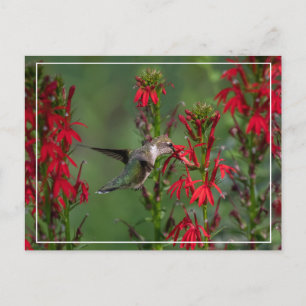 Hummingbird i kardinalblomman vykort
