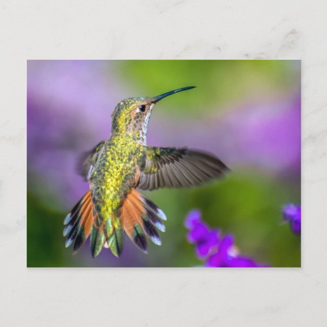 Hummingbird i Lila blommor Vykort (Framsida)