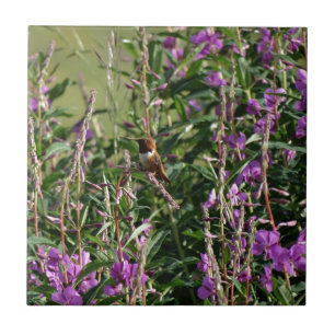 Hummingbird i Lila Kakelplatta