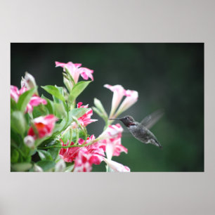 hummingbird i mandevilla poster