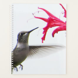 Hummingbird i Monarda