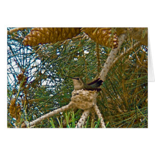 Hummingbird i Nest Photo Hälsningskort