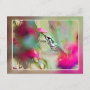Hummingbird i Soft Fuchsia Vykort