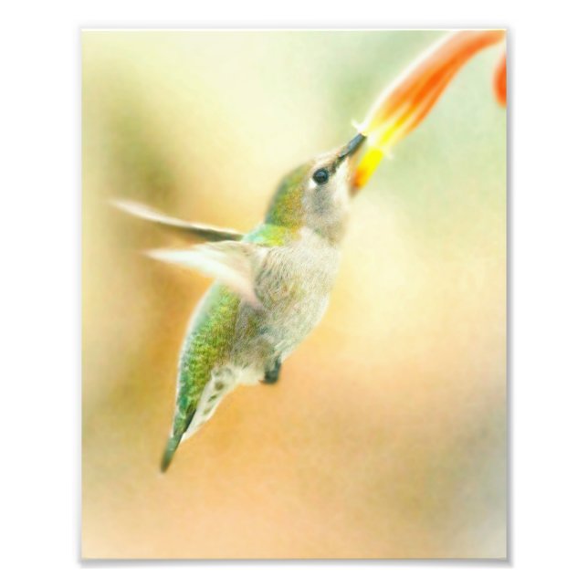 Hummingbird i Tidigt Morgonljus Fototryck (Framsidan)