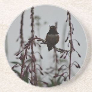 Hummingbird i vila underlägg sandsten