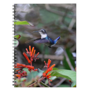 Hummingbird in Flight and Red Flowers Anteckningsbok
