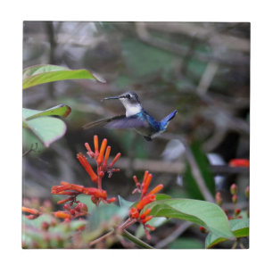 Hummingbird in Flight and Red Flowers Kakelplatta