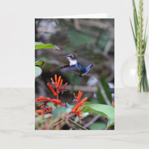 Hummingbird in Flight and Red Flowers Kort