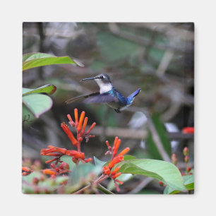 Hummingbird in Flight and Red Flowers Magnet
