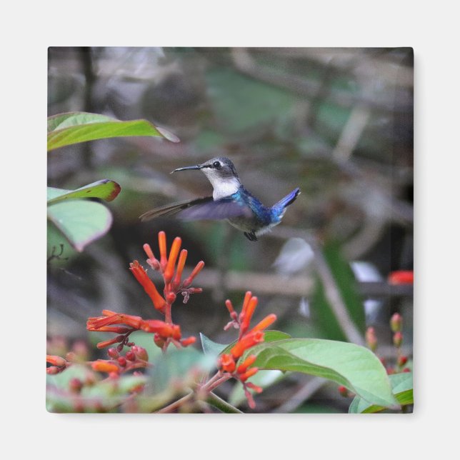 Hummingbird in Flight and Red Flowers Magnet (Framsidan)