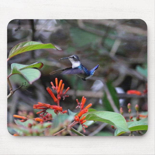 Hummingbird in Flight and Red Flowers Musmatta (Framsidan)