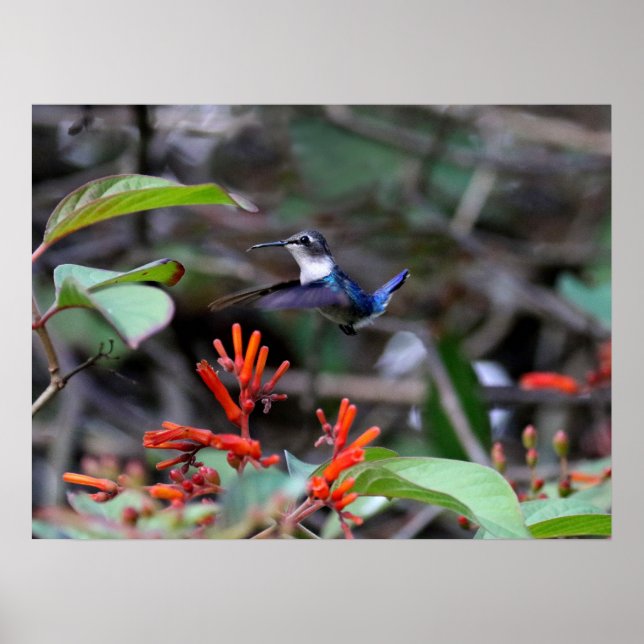 Hummingbird in Flight and Red Flowers Poster (Framsidan)