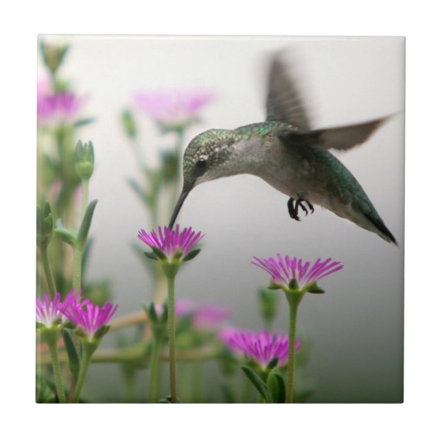 Hummingbird Kakelplatta (Framsidan)
