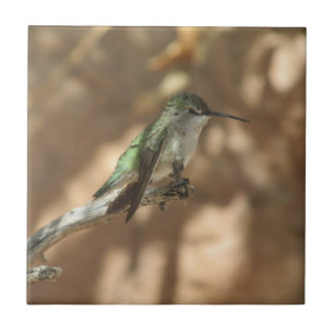 Hummingbird Kakelplatta
