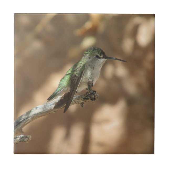 Hummingbird Kakelplatta (Framsidan)