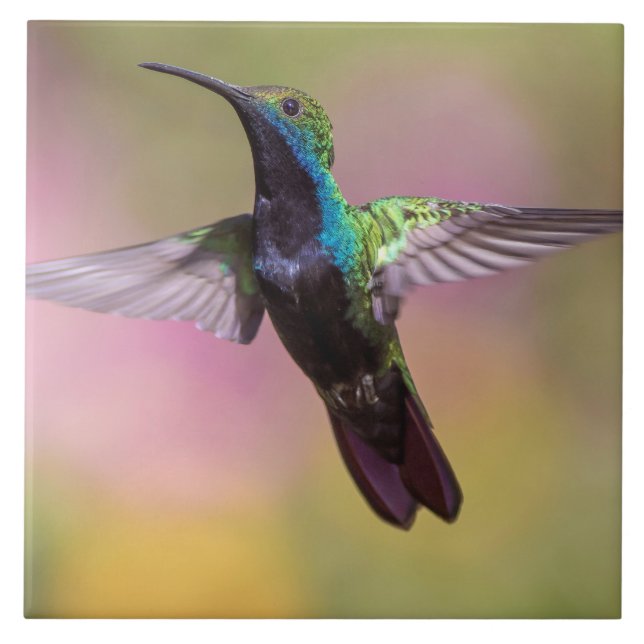 Hummingbird Kakelplatta (Framsidan)