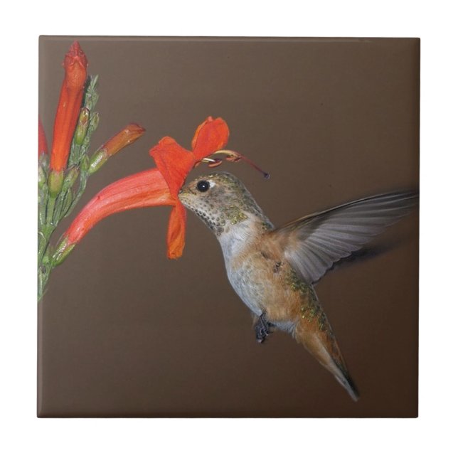 HUMMINGBIRD KAKELPLATTA (Framsidan)