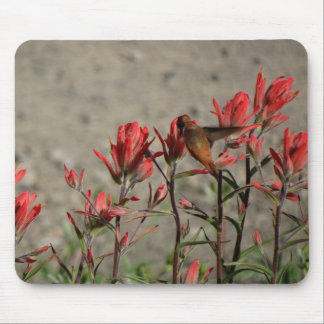 Hummingbird-kardinalblommor Musmatta