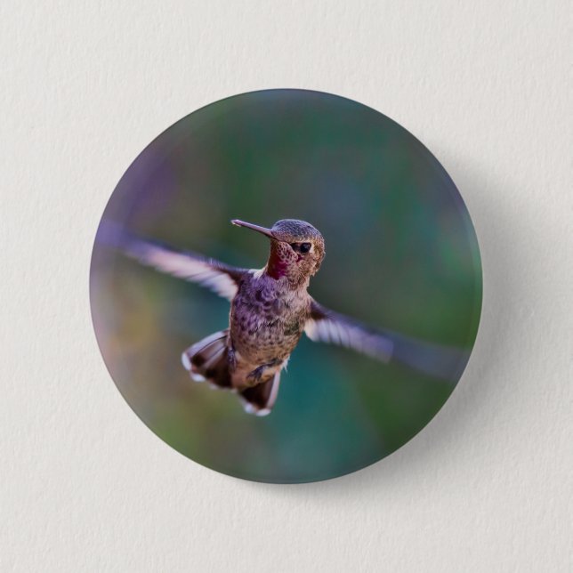 Hummingbird Knapp (Framsida)