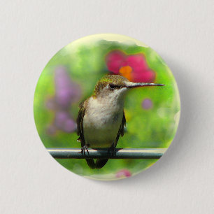 Hummingbird Knapp