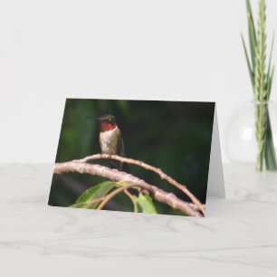 Hummingbird Kort