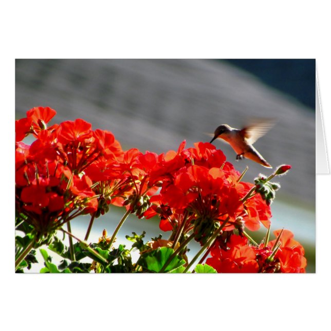 Hummingbird-kort Hälsningskort (Framsidan Horizontal)