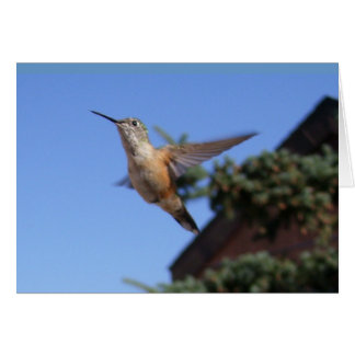Hummingbird-kort Hälsningskort