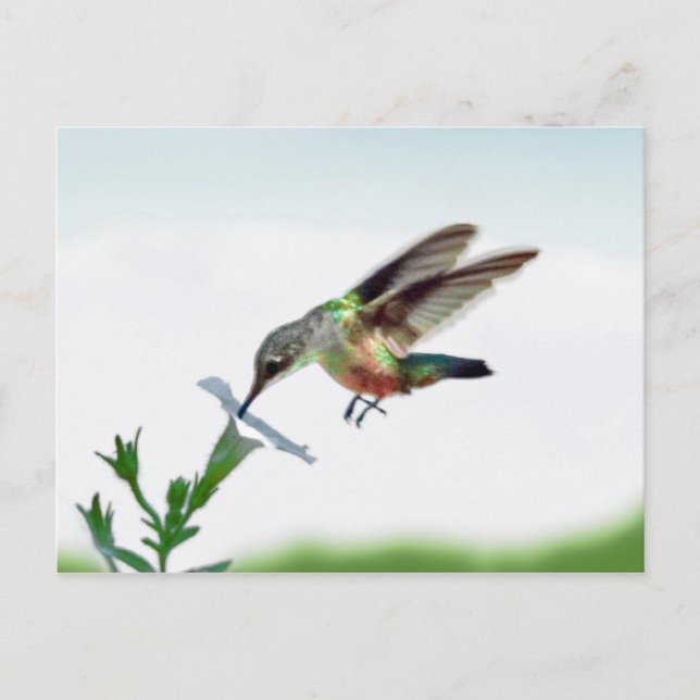 Hummingbird-kort Vykort (Framsida)