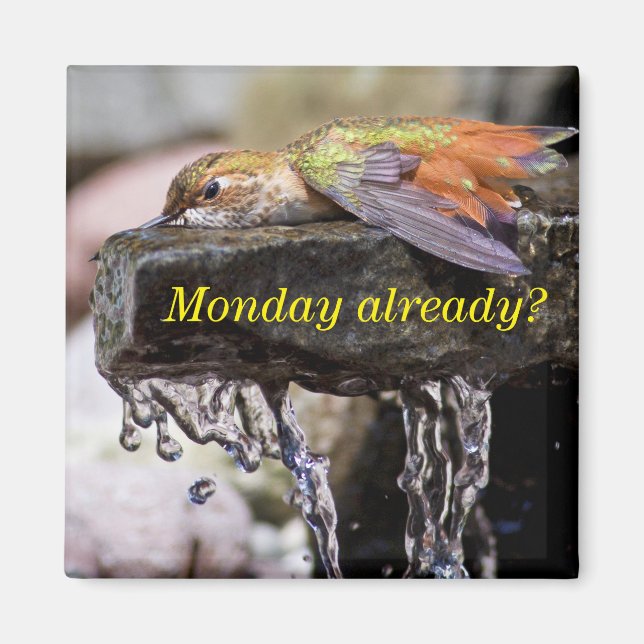 Hummingbird Läggning i Vatten 2 Magnet (Framsidan)