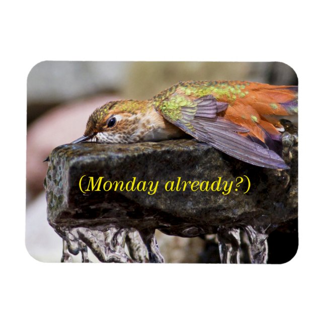 Hummingbird Läggning i Vatten 2 Magnet (Horisontell)