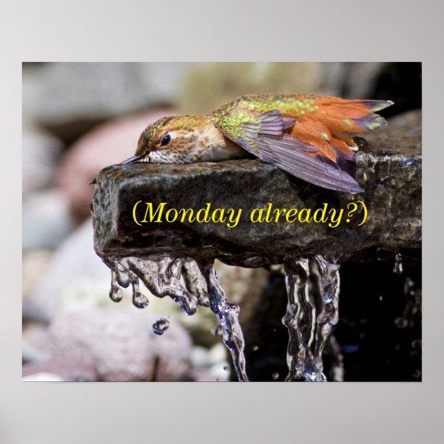 Hummingbird Läggning i Vatten Poster (Framsidan)