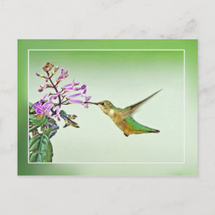 Hummingbird Lunch Vykort