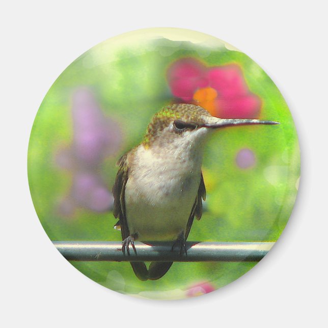 Hummingbird Magnet (Framsidan)