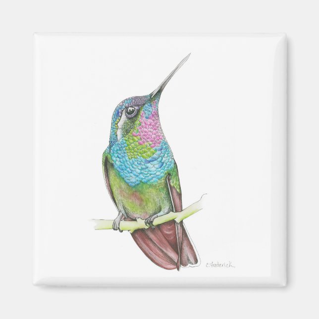 Hummingbird Magnet (Framsidan)