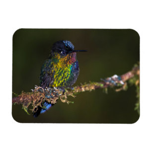 Hummingbird Magnet