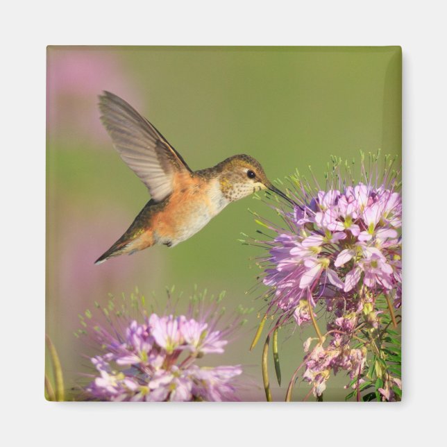 Hummingbird Magnet (Framsidan)