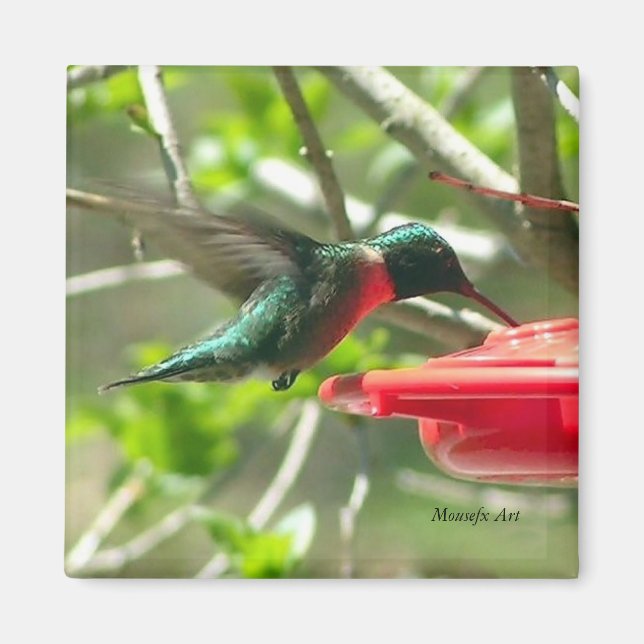 Hummingbird Magnet (Framsidan)