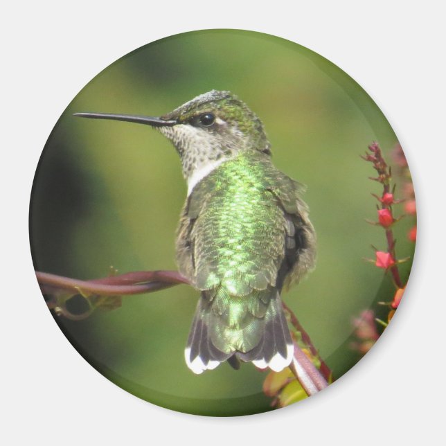 Hummingbird Magnet (Framsidan)