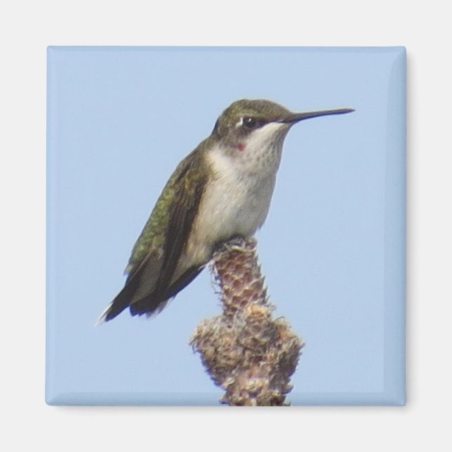 Hummingbird Magnet (Framsidan)