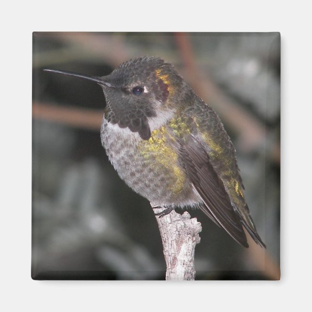 Hummingbird. Magnet (Framsidan)