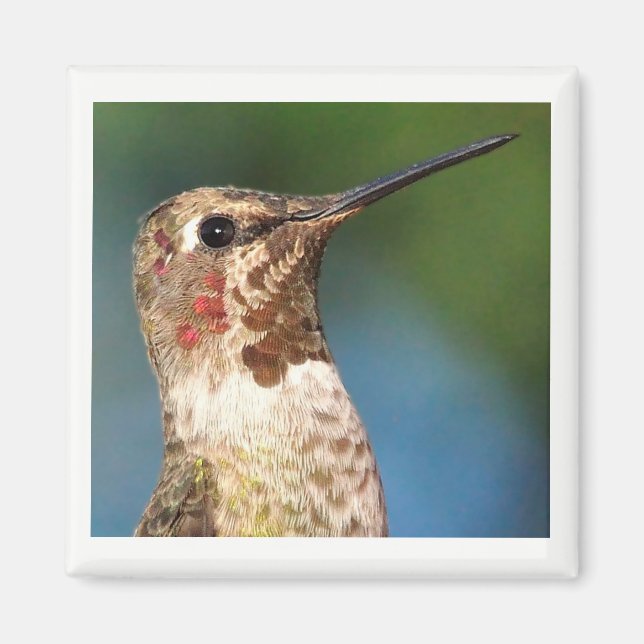 Hummingbird Magnet (Framsidan)