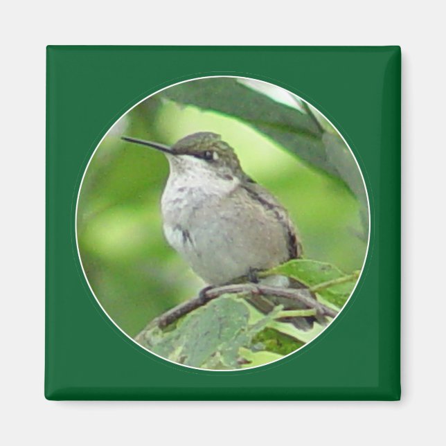 Hummingbird Magnet (Framsidan)