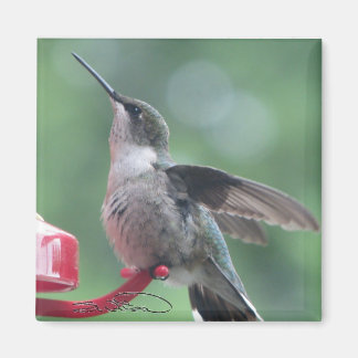 Hummingbird magnet