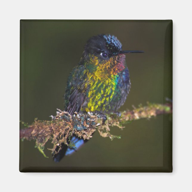 Hummingbird Magnet (Framsidan)