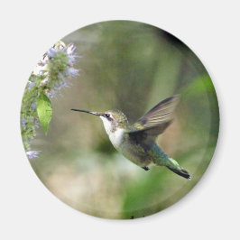 Hummingbird Magnet