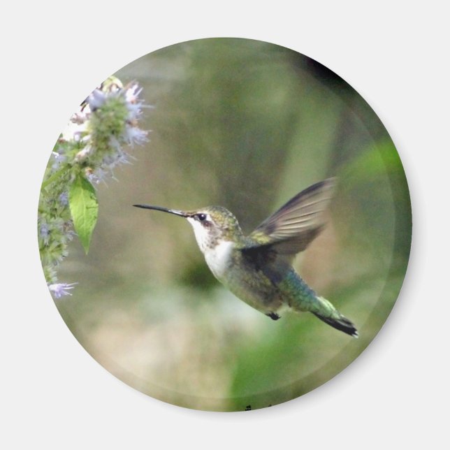 Hummingbird Magnet (Framsidan)
