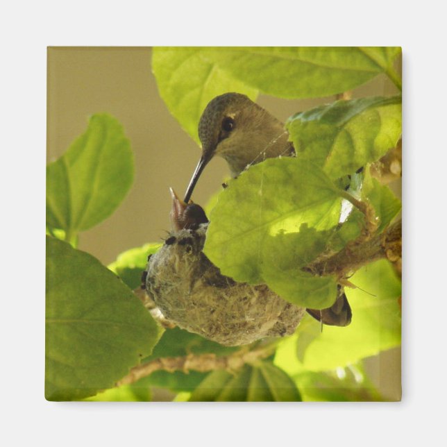 Hummingbird Magnet (Framsidan)